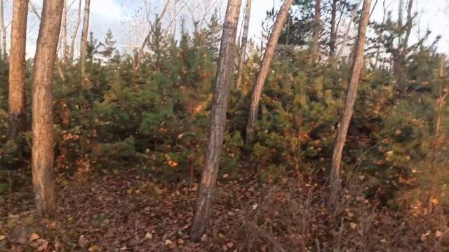 Енисей!!!Остров Татышев смотреть онлайн