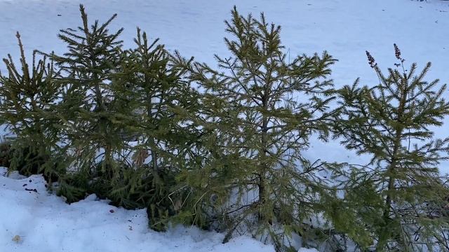 Как выходят хвойные из зимы , ‼️никогда не посажу это растение ‼️ смотреть онлайн