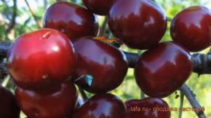 Вишня обыкновенная Ходоса (Дюк) (khodosa dyuk) ? обзор: как сажать, саженцы вишни Ходоса (Дюк)