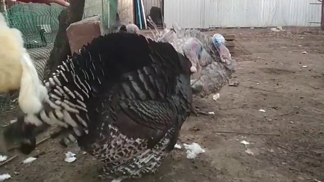 Индюк топчет индюшку//как кричат индюки смотреть онлайн