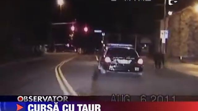 Un taur naravas le-a facut noaptea alba politistilor din SUA 13 AUGUST 2011 смотреть онлайн