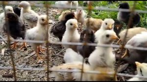 УХОД ЗА СУТОЧНЫМИ ЦЫПЛЯТАМИ/ЧЕМ ИХ ПОИТЬ И КОРМИТЬ