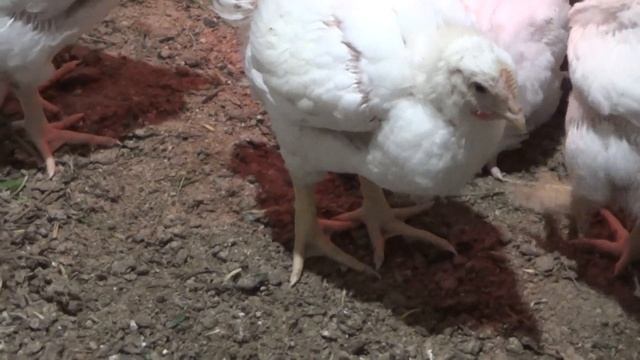 Кормим бройлеров тыквой, кабачками, травой. смотреть онлайн