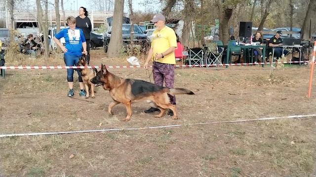 Молодые кобели - моно в Краснодаре 2023