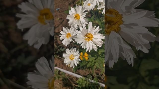 НЕОБЫКНОВЕННАЯ КРАСОТА МАХРОВЫХ РОМАШЕК. THE EXTRAORDINARY BEAUTY OF TERRY DAISIES#shorts смотреть онлайн