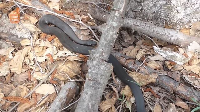 Настоящий грибник змей не боится?! смотреть онлайн