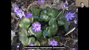 Очаровательные печёночницы, обзор 4 сортов!