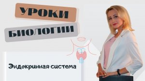 Эндокринная система