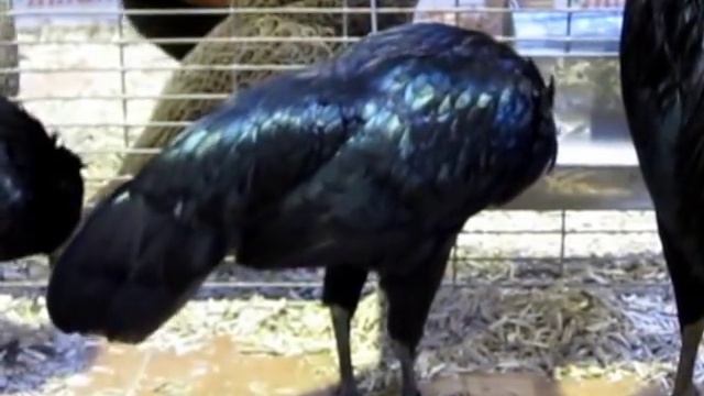 Sumatra bantam, Zwerg-Sumatra, Landesgeflügelschau Ulm 2013, sumatra chicken смотреть онлайн