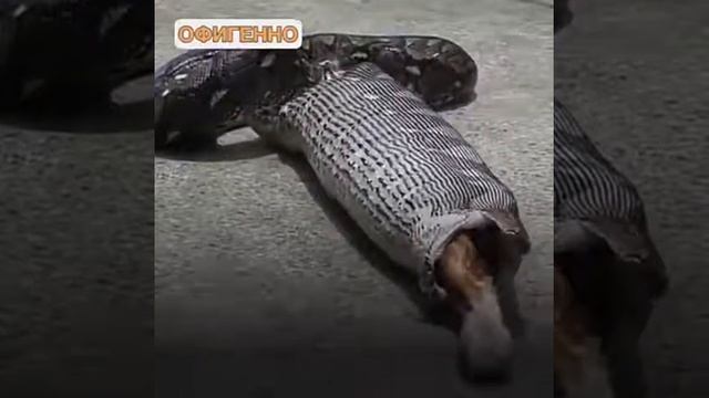Змея проглотил кото смотреть онлайн