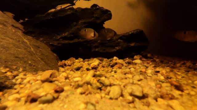 Akara z Maroni (Cleithracara Maronii) смотреть онлайн