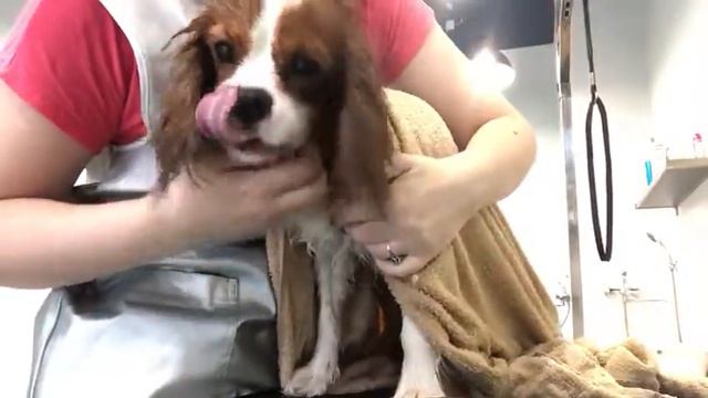 Кинг чарльз спаниель. Сушимся после мытья.