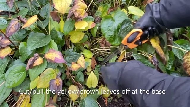 Black Eyed Susan "Goldsturm" Rudbeckia - Cut Back November 15 смотреть онлайн