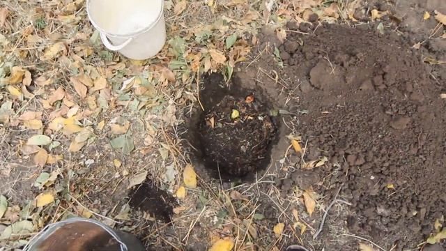 Сажаем саженцы черешни и персика.