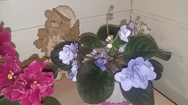 Фиалки дома. смотреть онлайн