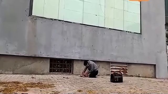 Người ta lặng thinh khi nhìn thấy hành động của chú chó này смотреть онлайн