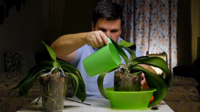 Орхидеи более 30 дней без полива. Фаленопсис не цветет. смотреть онлайн