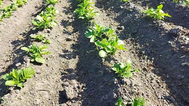 картоха после 2 обработки Лазуритом