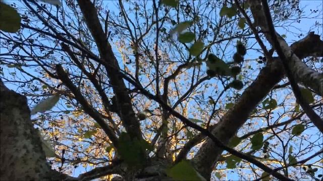 Grey alder (Alnus incana) - canopy - November 2017 смотреть онлайн