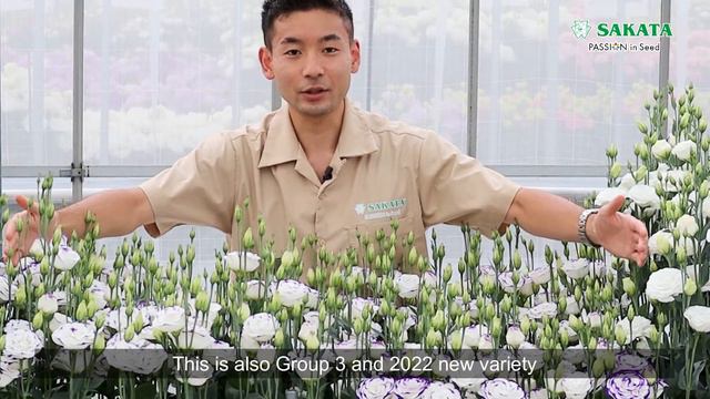 Blue Picotee Recommendation for you - For Asia -