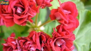 Садовая герань в ландшафтном дизайне участка