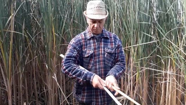 Рогоз Заготовка рогоза,камыша для плетения смотреть онлайн