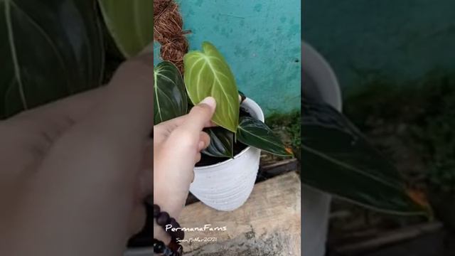 Tanaman Philodendron Melanochrysum. смотреть онлайн