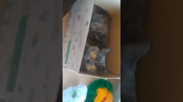 Кошкин дом смотреть онлайн
