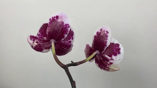 Орхідея фаленопсис Phal. Yaphon Black Butterfly big lip (Яфон Блєк Батерфляй біг ліп) смотреть онлайн