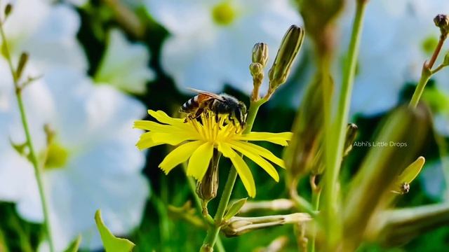 Honeybee For Food At The Garden II Little Bee II Home Garden смотреть онлайн