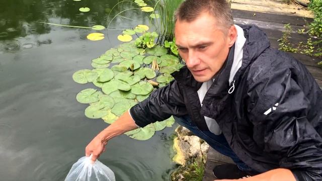 Запуск стерляди, русско-ленского осетра и бестера в дачный пруд. смотреть онлайн