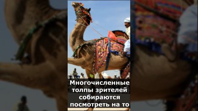 Животные Смешно Шутят