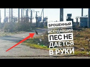 Исхудавший брошенный пес не дается в руки