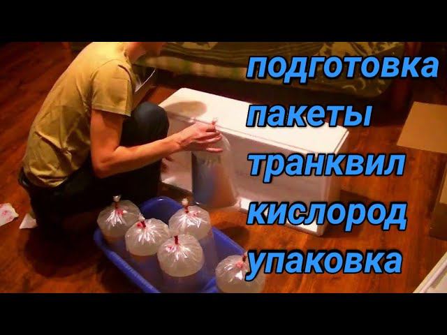 Как я отправляю дискусов в регионы смотреть онлайн