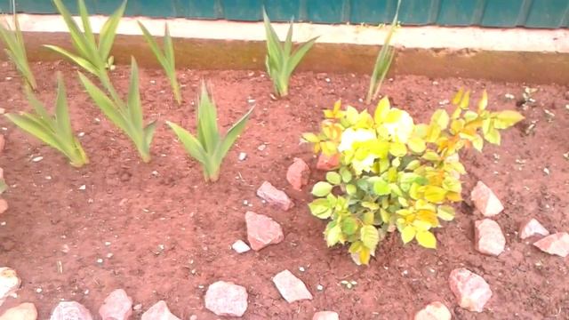 Цветы, природа, растительность/#irinashparko смотреть онлайн