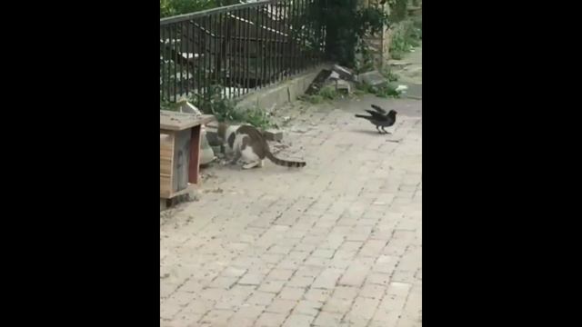 Смешные Видео Приколы с Котами. Смешные Коты до Слез. Смешные Животные 2019. смотреть онлайн