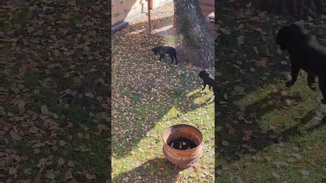 две сестрички резвятся смотреть онлайн