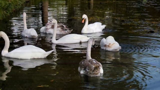herfst in het wantijpark (panasonic HC-X1 footage) смотреть онлайн