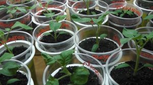 SOS!!! ТРИПСЫ НА РАССАДЕ   , КАК РАСПРОСТРАНЯЮТСЯ ,  КАК ВЫЯВИТЬ И КАК ПОБОРОТЬ .