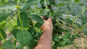 Жимолость Сердце гиганта 2023