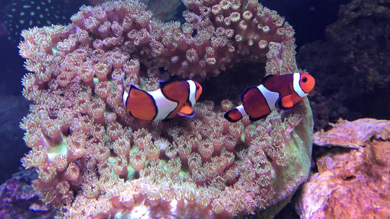 Клоуны смотреть онлайн