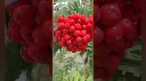 Sorbus  aucuparia `Titan`( Рябина гибридная " Титан ")