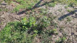 Самый простой способ размножить зизифус.(Китайский финик)