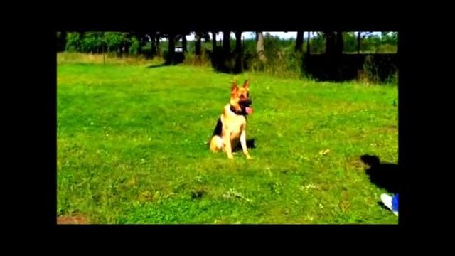 Курс ОКД, дрессировка собак смотреть онлайн