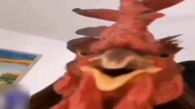 Петух говорит ?