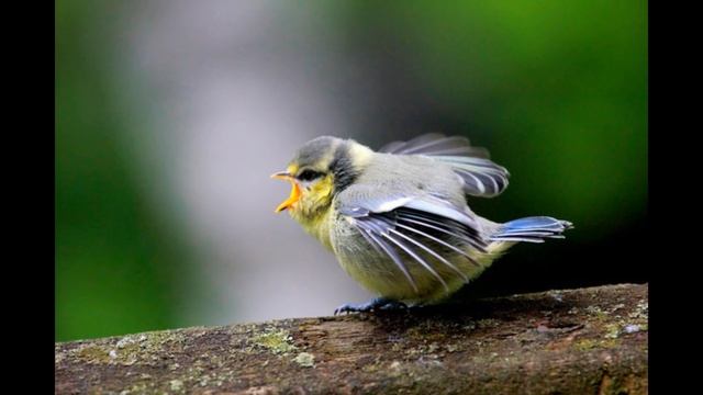 Что Делать Если Нашел На Улице Птенца?? смотреть онлайн