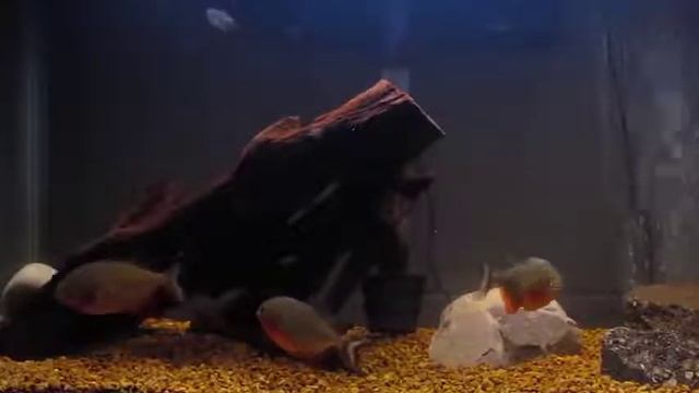 Piranhas feeding on live Goldfish (WARNING!!! GRAPHIC CONTENT) смотреть онлайн