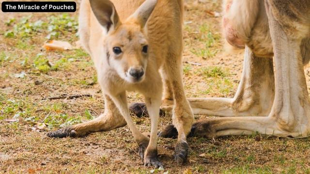 Kangaroo: Australia's Iconic Hoppers смотреть онлайн