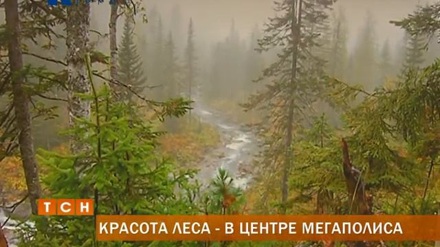 Красота леса - в центре мегаполиса смотреть онлайн