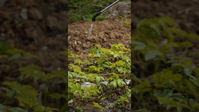 Избавляемся от сорняков надолго - Гербицид Грейдер